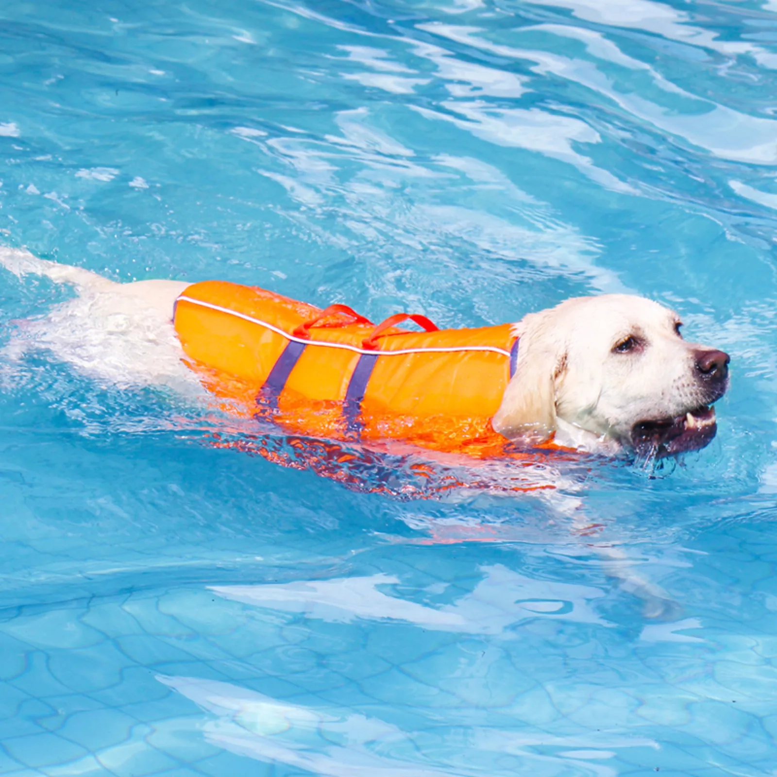 Labrador wearing an orange dog life jacket while swimming