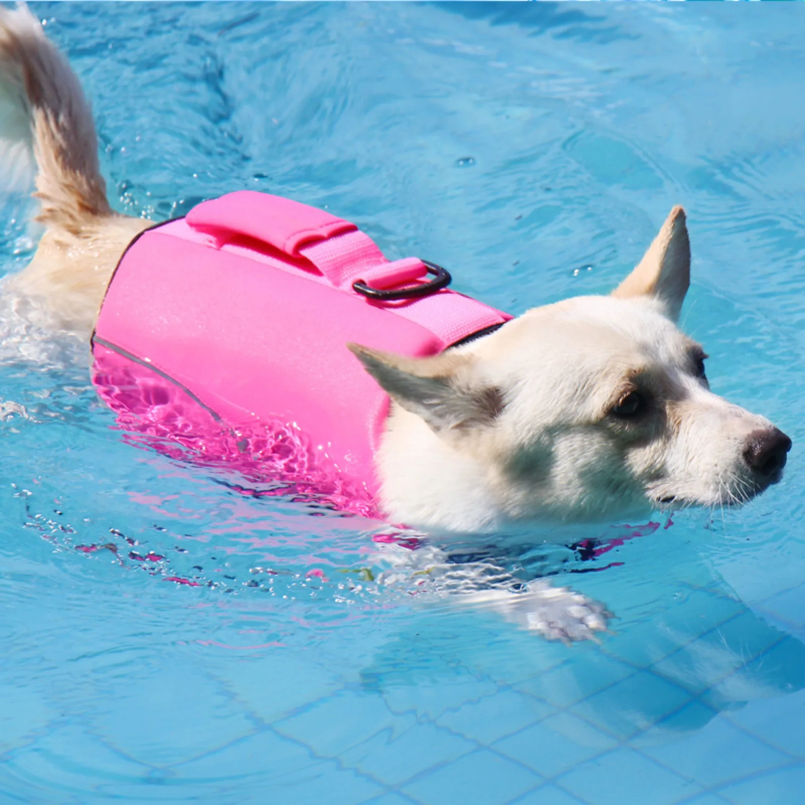 Dog wearing a pink dog life jacket in pool water