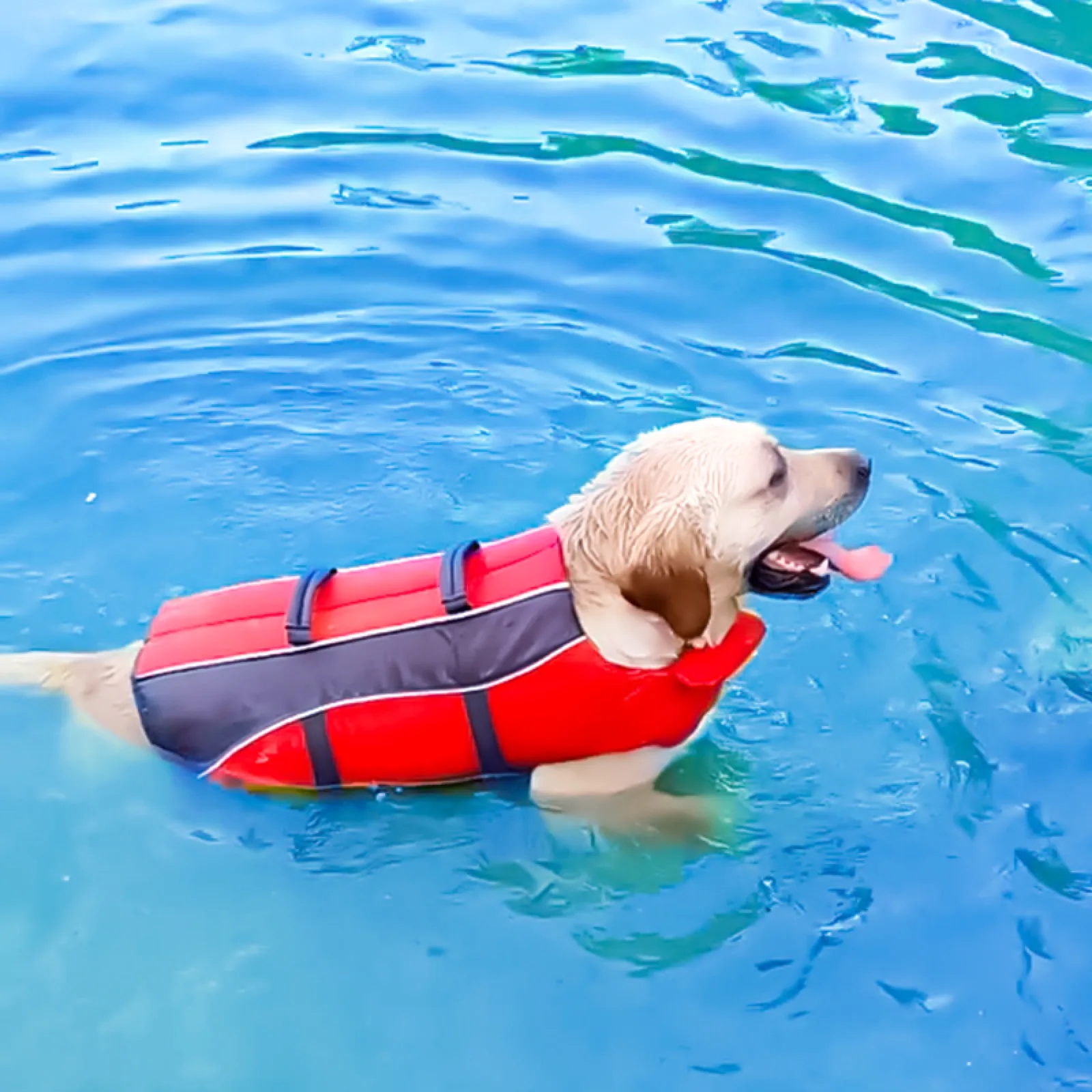 Golden retriever swimming in a red dog life jacket